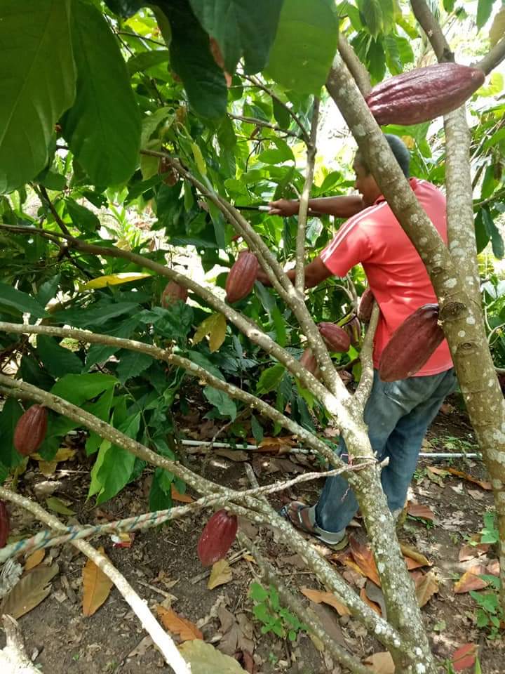 Sebelum Diperlihatkan Contoh Pelaksanaan Pemangkasan, PPL BPP Sukajaya ...